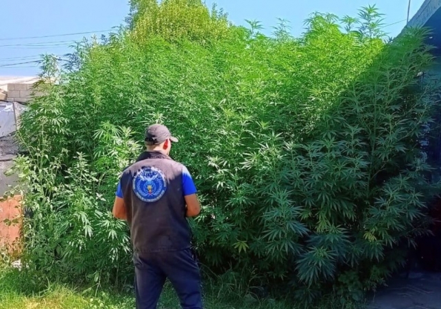 InfoSanLuis - Noticias locales