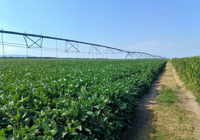 InfoSanLuis - Noticias locales